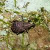 Tropiphorus elevatus